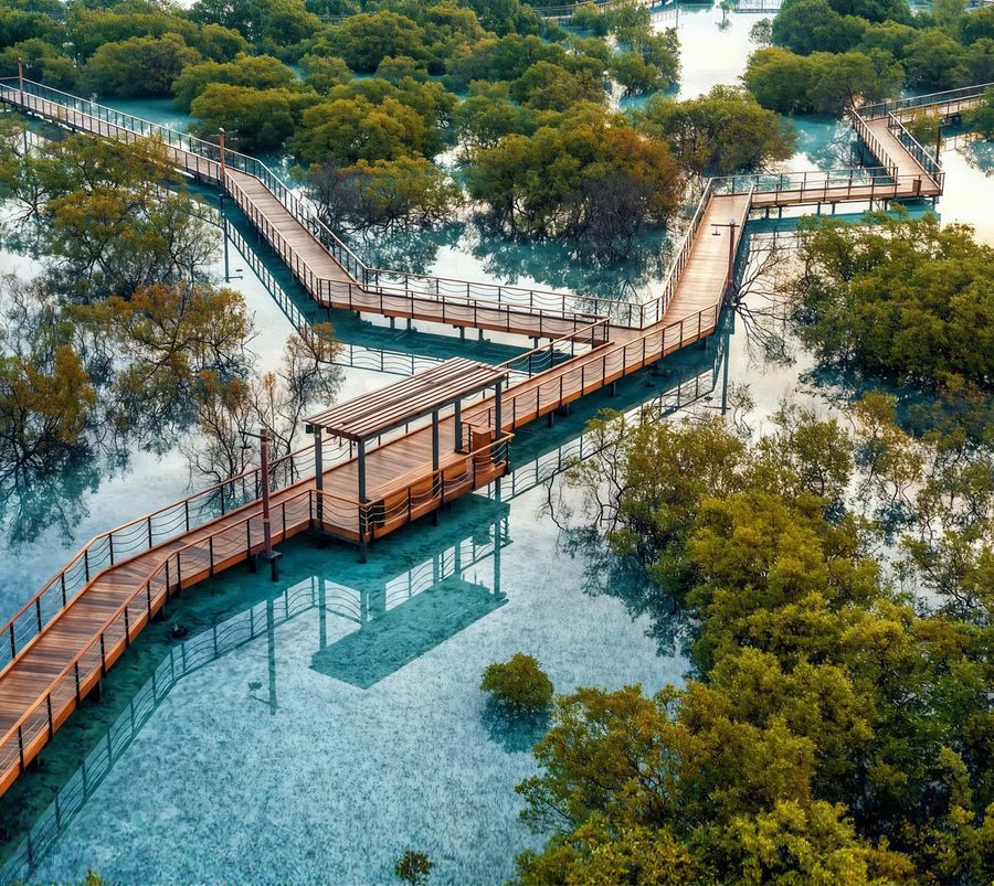 baq-card-mangrove-v2